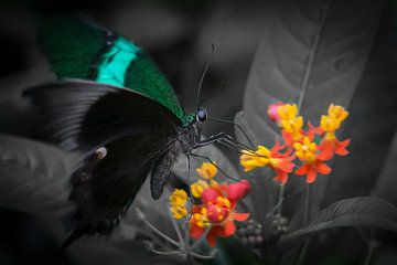 Makroaufnahme eines tropischen Schmetterlings auf einer farbigen Blume vor grauem Hintergrund