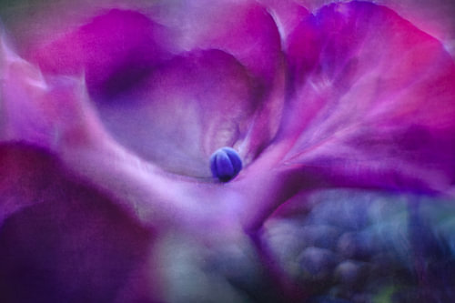 A Dream of Purple Blossoms