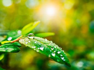 Gouttes de pluie sur une feuille sur Mustafa Kurnaz