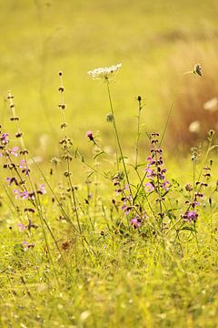 Soirée d'été sur la prairie française sur Dana Schoenmaker