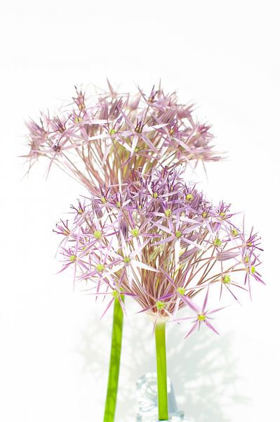 decorative onion art by Hilda van den Burgt