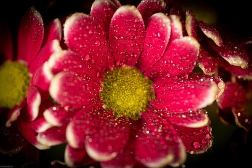 Chrysant in dauw