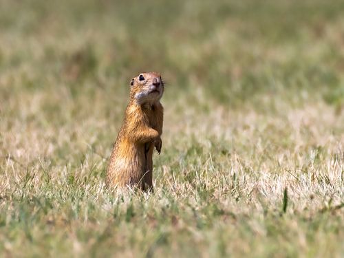 Een grondeekhoorn staat op de uitkijk