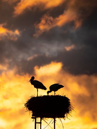 Ooievaar silhouetten