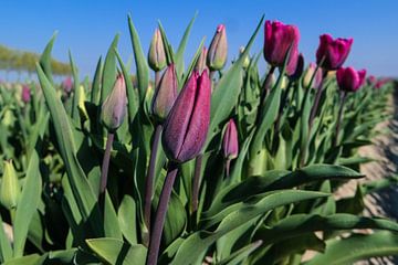 paarse tulpen in een veld