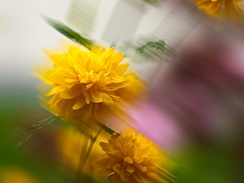 Ranunculus bush Kerria japonica Pleniflora