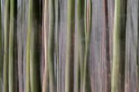 natural bar code