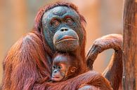 Mère orang-outan avec bébé par Mario Plechaty Photography Aperçu