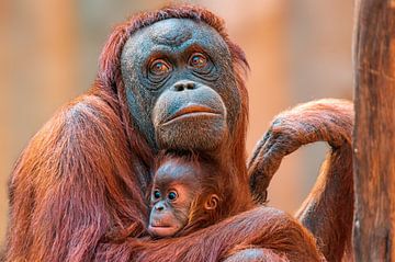 Orang Oetan moeder met baby van Mario Plechaty Photography