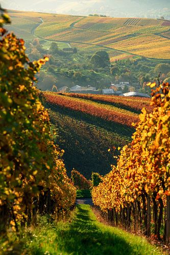 Vineyards in the sunset, autumn colors in the golden October