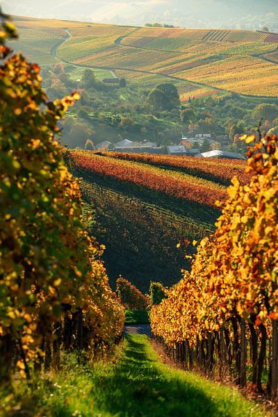 Weinberge im Sonnenuntergang, Herbstfarben im goldenen Oktober von Daniel Pahmeier