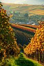 Weinberge im Sonnenuntergang, Herbstfarben im goldenen Oktober von Daniel Pahmeier Miniaturansicht