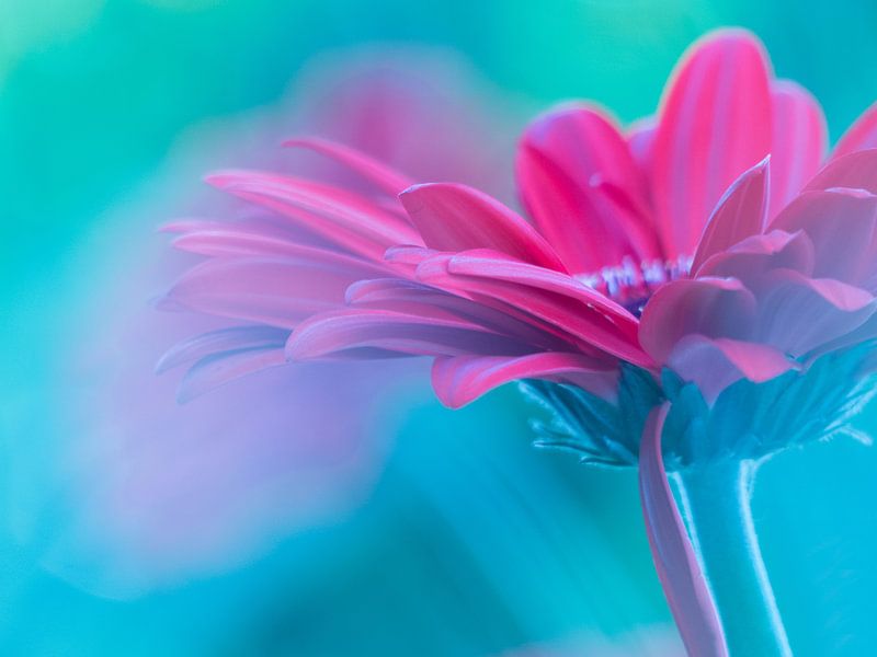 Gerbera Flowerpower von Mirakels Kiekje