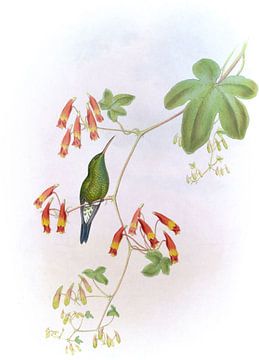 Groenbaas sapphironia, John Gould van Hummingbirds
