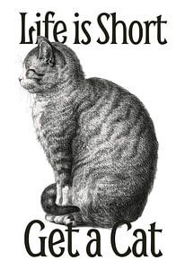 My Advice on Cats