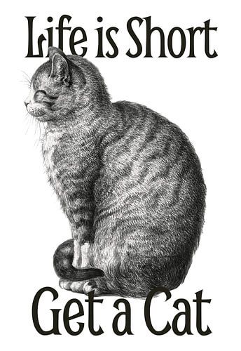My Advice on Cats by Marja van den Hurk