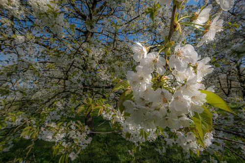 Bloesem 06