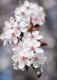 Blossom by José Lanzas