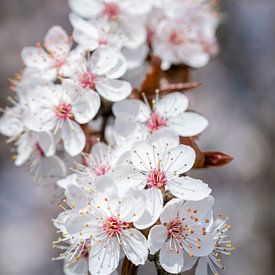 Blüte von José Lanzas