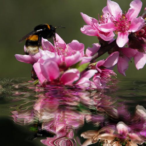 Bloemnectar