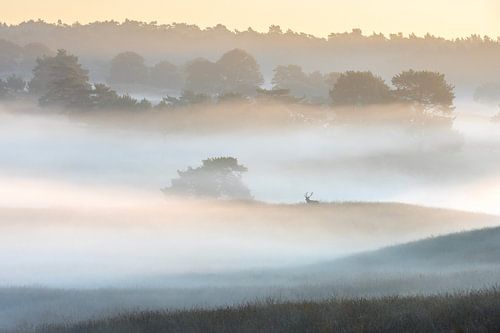 Edelhert in een sfeervol landschap - 1 van Sander Grefte