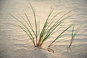 Helmgras im Sand