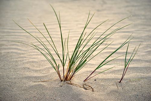 Casque d'herbe dans le sable