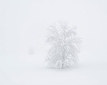 Bevroren Bomen van Raoul Baart