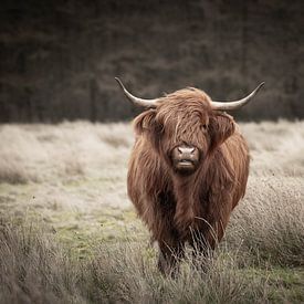 Schotse hooglander in de wind van KB Design & Photography (Karen Brouwer)
