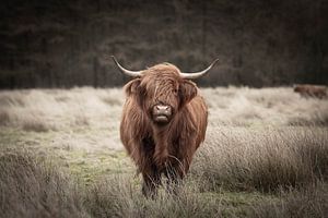 Schottische Highlander im Wind