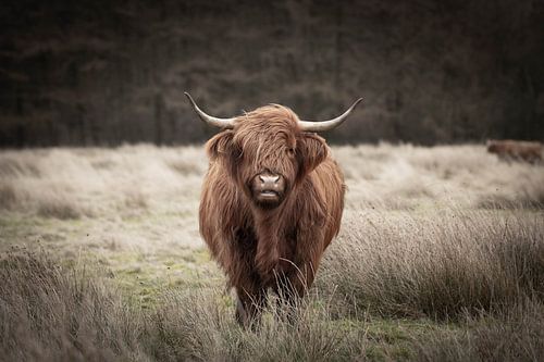 Schotse hooglander in de wind