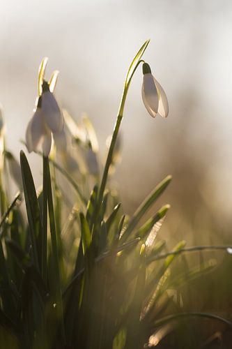 Snowdrops