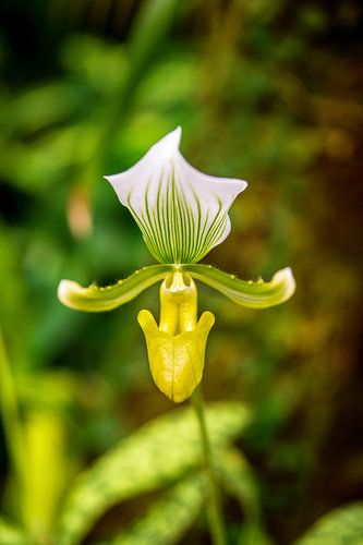 Orchidee - Venusschoentje
