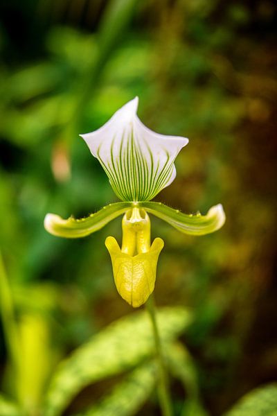 Orchidee - Venusschoentje van Jan van Broekhoven