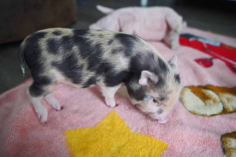 geschecktes Minischweinchen in Handaufzucht von Babetts Bildergalerie