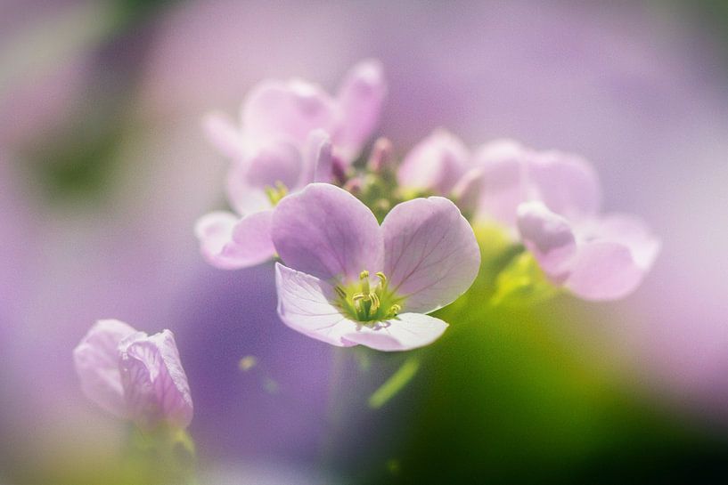 Pinksterbloemen  van Theo Bakker