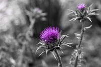 Drie