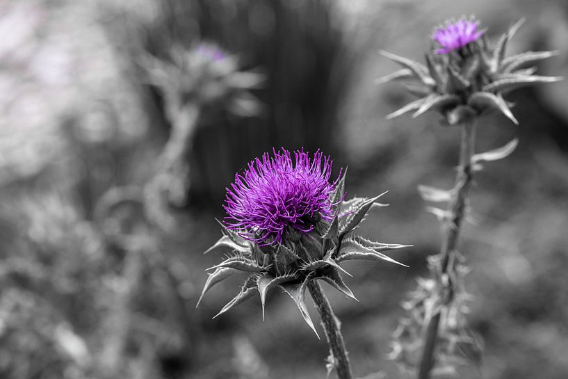 Three by Patrick Schwarzbach