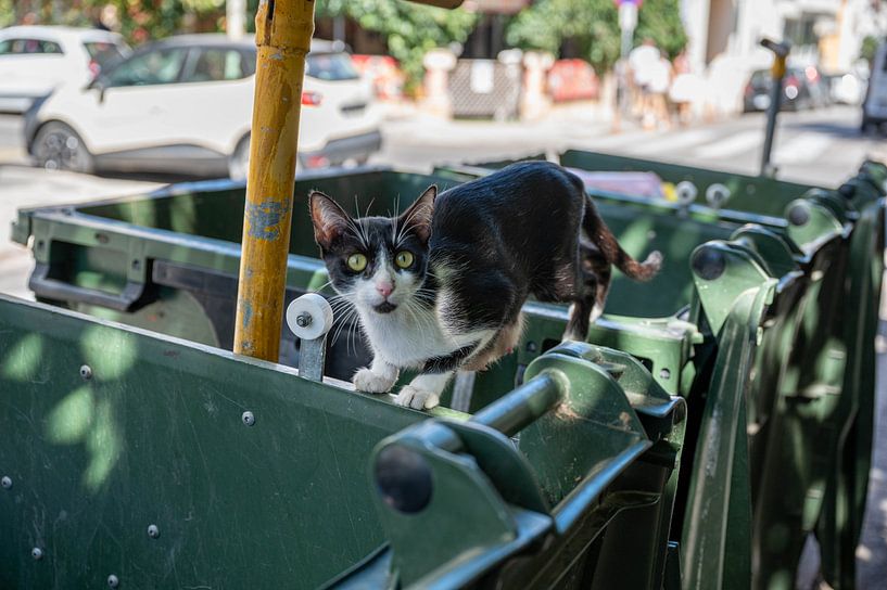 Kattenleven in de schaduw van de taverne van Karsten Rahn