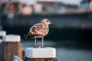 Gros plan d'une mouette - Repos au port - Flushing