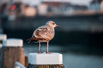 Close-up van een Meeuw Rust aan de Haven Vlissingen van Femke Ketelaar