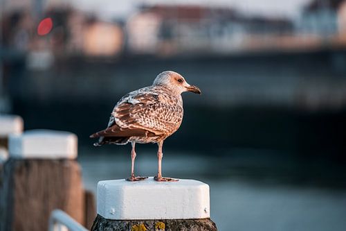 Close-up van een Meeuw Rust aan de Haven Vlissingen