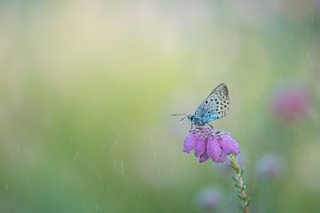 Butterfly in the rain. by Francis Dost