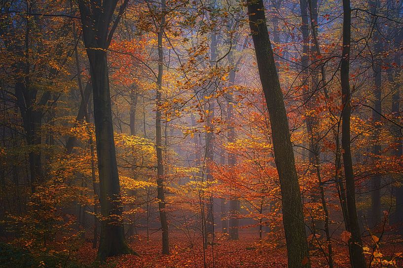 Droom bos. Muur behang . van Saskia Dingemans Awarded Photographer