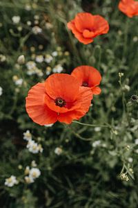 Mohn in voller Länge von Elke Verbruggen