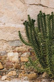 Overprikkeld van Voorbeeld Fotografie