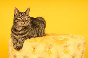 Getigerte Katze auf einem gelben Sitzkissen vor gelbem Hintergrund
