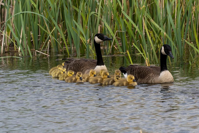 geese by Maaike Krimpenfort