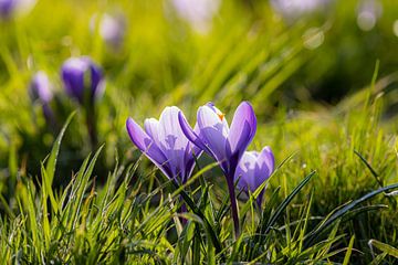 Crocus paysan sur Tjitske de Roos