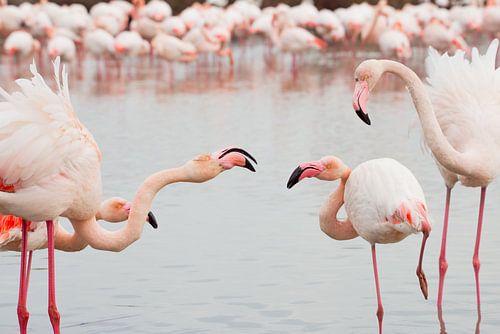 Flamingos